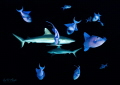   grey reefsharks maldives  